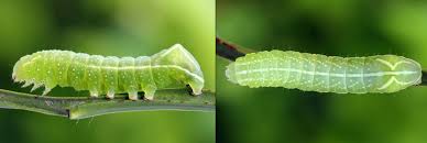 Attēlu rezultāti vaicājumam “Amphipyra perflua”