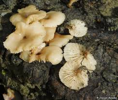 Attēlu rezultāti vaicājumam “Flaviporus citrinellus”