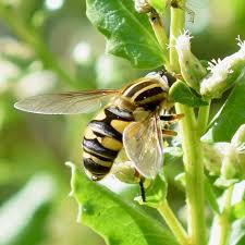 Attēlu rezultāti vaicājumam “Helophilus hybridus male”