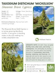 Attēlu rezultāti vaicājumam “Taxodium distichum”