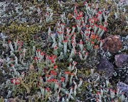 Attēlu rezultāti vaicājumam “Caloplaca scopularis”