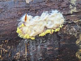 Attēlu rezultāti vaicājumam “Stemonitis flavogenita spores”