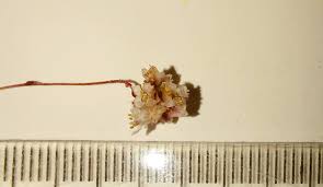 Attēlu rezultāti vaicājumam “Cuscuta epithymum subsp. trifolii flower”