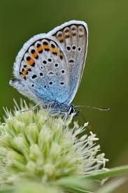 Attēlu rezultāti vaicājumam “Plebejus argus”
