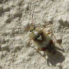 Attēlu rezultāti vaicājumam “Lygus pratensis nymph”