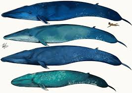 Image result for Balaenoptera musculus