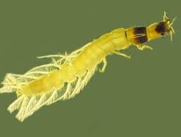 Attēlu rezultāti vaicājumam “Gyrinidae”