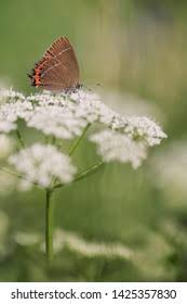 Attēlu rezultāti vaicājumam “Satyrium pruni underside”