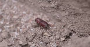 Attēlu rezultāti vaicājumam “Hylastes sp.”