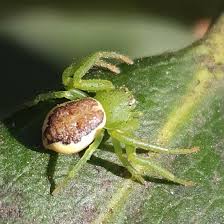 Attēlu rezultāti vaicājumam “Diaea dorsata female”