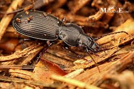 Attēlu rezultāti vaicājumam “Pterostichus aethiops”