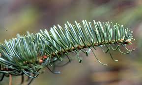 Attēlu rezultāti vaicājumam “Abies concolor”