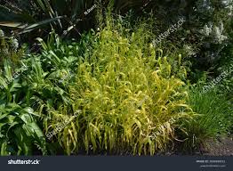 Attēlu rezultāti vaicājumam “Milium effusum leaf”