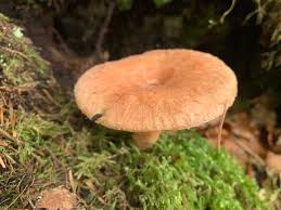 Attēlu rezultāti vaicājumam “Lactarius torminosus”