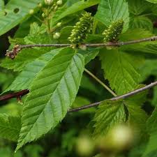 Attēlu rezultāti vaicājumam “Betula humilis female flower”