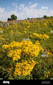 Attēlu rezultāti vaicājumam “Jacobaea vulgaris flower”