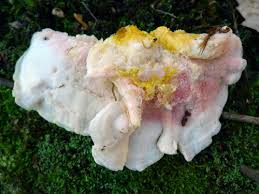 Attēlu rezultāti vaicājumam “Skeletocutis carneogrisea”