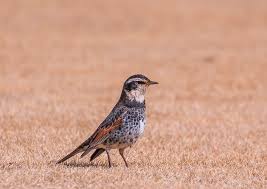 Image result for Turdus naumanni