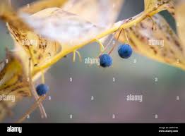 Attēlu rezultāti vaicājumam “Polygonatum odoratum fruit”