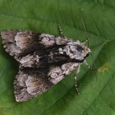 Attēlu rezultāti vaicājumam “Acronicta alni”