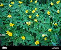 Attēlu rezultāti vaicājumam “Anemone ranunculoides flower”