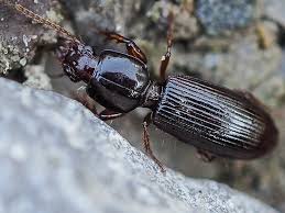 Attēlu rezultāti vaicājumam “Clivina fossor”