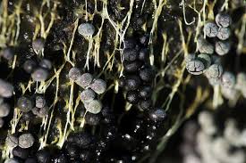 Attēlu rezultāti vaicājumam “Badhamia affinis macro”