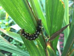 Attēlu rezultāti vaicājumam “Acronicta rumicis larva”