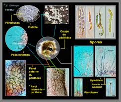Attēlu rezultāti vaicājumam “Lasiosphaeria ovina spores”