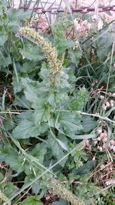 Attēlu rezultāti vaicājumam “Chenopodium bonus-henricus leaf”