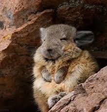 Image result for viscacha
