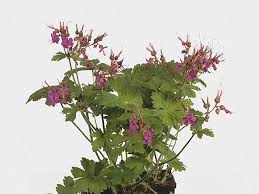 Attēlu rezultāti vaicājumam “Geranium palustre fruit”