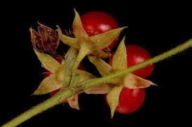 Attēlu rezultāti vaicājumam “Rubus saxatilis fruit”