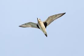 Attēlu rezultāti vaicājumam “Pluvialis squatarola”