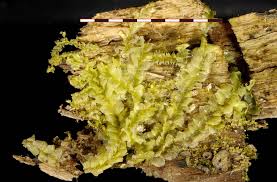 Attēlu rezultāti vaicājumam “Pseudocalliergon turgescens”