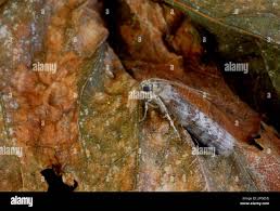 Attēlu rezultāti vaicājumam “Phycita roborella”