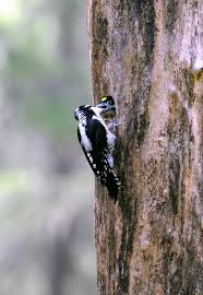 Attēlu rezultāti vaicājumam “Picoides tridactylus”