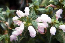 Attēlu rezultāti vaicājumam “Lamium maculatum”