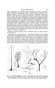 Attēlu rezultāti vaicājumam “Comatricha alta young”