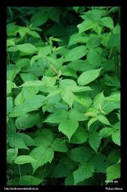 Attēlu rezultāti vaicājumam “Rubus idaeus leaf”