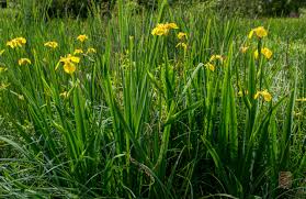 Attēlu rezultāti vaicājumam “Iris pseudacorus flower”