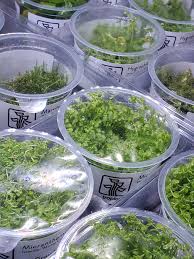 Attēlu rezultāti vaicājumam “Leptodictyum riparium sporophyte”