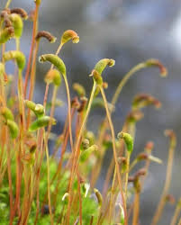 Attēlu rezultāti vaicājumam “Amblystegium serpens macro”