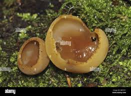 Attēlu rezultāti vaicājumam “Peziza repanda”