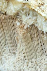 Attēlu rezultāti vaicājumam “Aurantiporus fissilis”