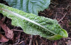 Attēlu rezultāti vaicājumam “Trioza dispar”