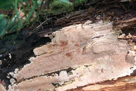 Attēlu rezultāti vaicājumam “Junghuhnia pseudozilingiana”