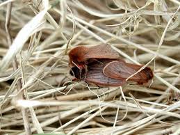 Attēlu rezultāti vaicājumam “Phragmatobia fuliginosa imago”