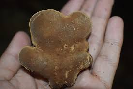 Attēlu rezultāti vaicājumam “Physarum licheniforme sessile”