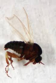 Attēlu rezultāti vaicājumam “Nematocera”